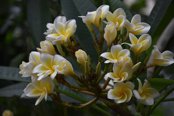 Fototapeta premium Natural Beauty - Flowers