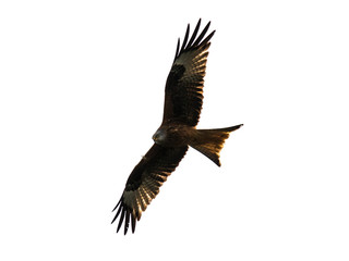 Fototapeta premium Red kite flying, isolated on white background