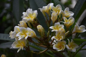 Obraz premium Natural Beauty - Flowers