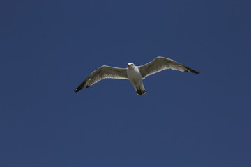 Fototapeta na wymiar Seagulls against blue sky