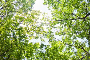 Looking up in the spring forest, through green leaves