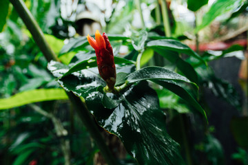 Red flower in a wet jungle during the rainy season.