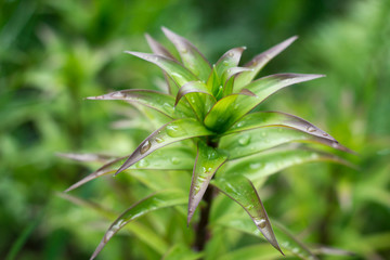 Close up green plant with water drops