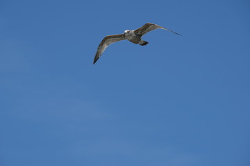 Fototapeta na wymiar Seagulls against blue sky