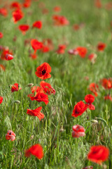 Fototapeta na wymiar Poppy farming, summer, nature, agriculture concept - industrial farming of poppy flowers - close up of red poppies over red flowers background.
