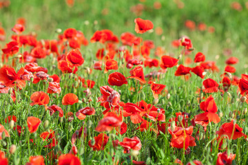 Poppy farming, summer, nature, agriculture concept - industrial farming of poppy flowers - close-up on flowers and stems of the red poppies field. Sunny red flowers background.