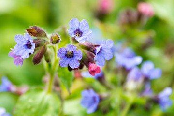 close-up portrait of a blossoming lungword, one of the first springtime blossoming plants in germany
