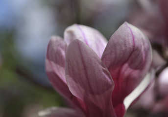 Pink magnolia flower in the spring sunshine