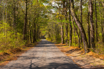 Trail in the Woods