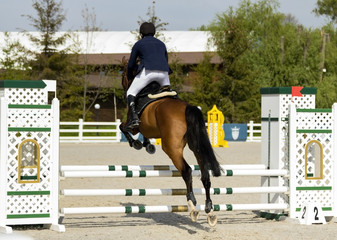 Competition horse among juniors.