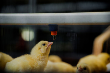 little chicken in a farm drinks water