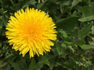 field, meadow, natural, nature, flora, dandelion, grass, garden, landscape, flower, green, season, beautiful, background, leaf, spring, beauty, yellow, blossom, summer, herb, taraxacum, plant, lawn, b