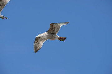 Seagul against blue sky