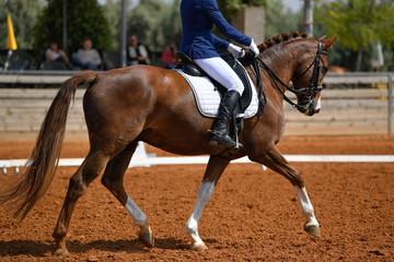 Obraz premium Dressage rider on a bay horse 