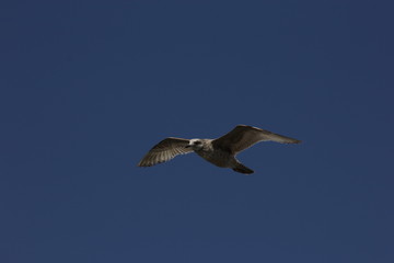 Seagul against blue sky