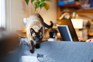 Portrait of a Siamese cat sitting on the back of a sofa in the office