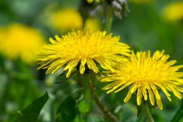 dandelion field of green grass