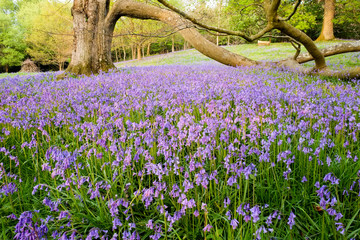 An open woodland with a groundcover of bluebells