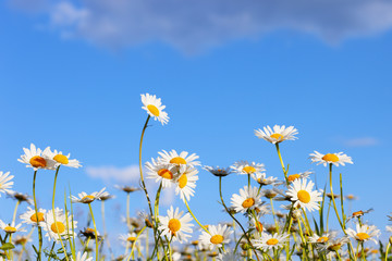 Obraz na płótnie Canvas daisies in a meadow