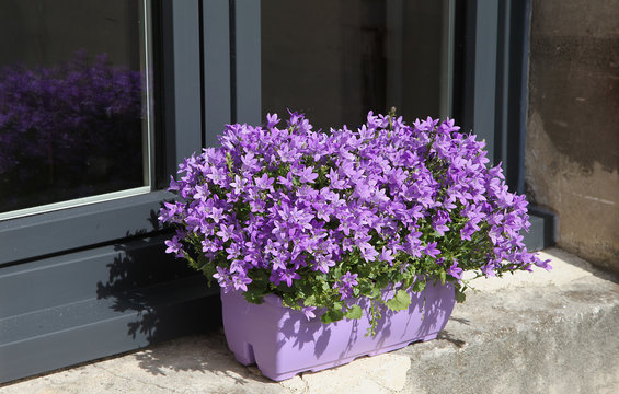 Jardini&egrave;re de Campanule muralis