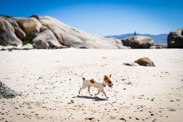 Naklejka na ściany i meble A happy chihuahua dog on the beach