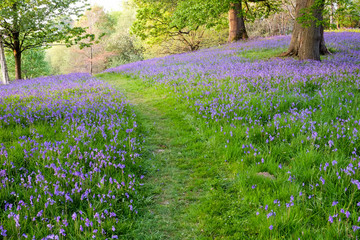 Naklejka premium An open woodland with a groundcover of bluebells separated by a grass path