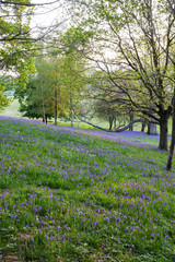 An open woodland with a groundcover of bluebells