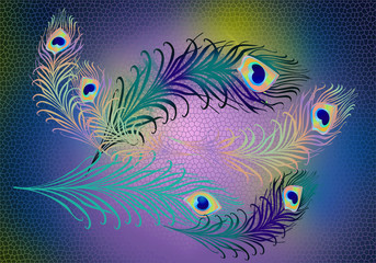 decorative composition of peacock feather in abstract beckground