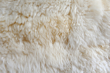 Texture of white wool, natural, background