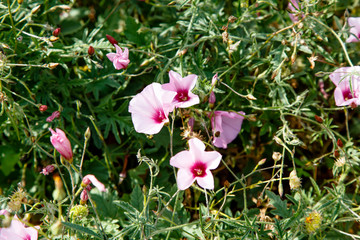 Many of the flowers of the field Bindweed (Convolvulus althaeoides) grow in the field.