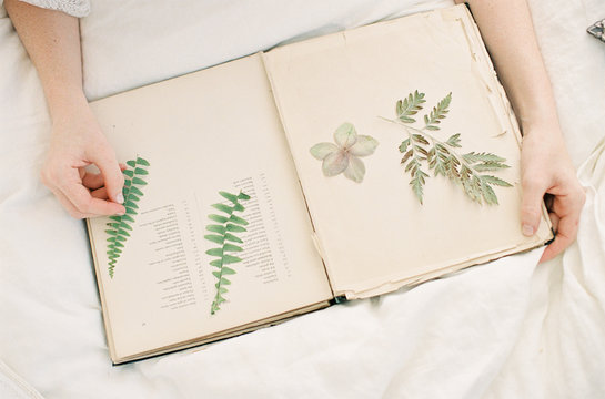 Person inserting leaves into book