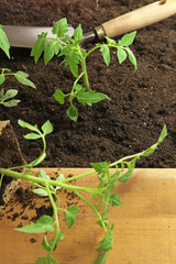 Plantation de pieds de tomate
