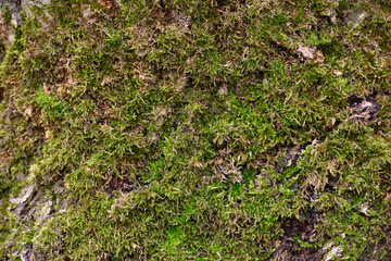 Fresh moss grows on a tree in the forest