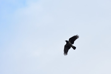 The raven flies in the sky in search of food