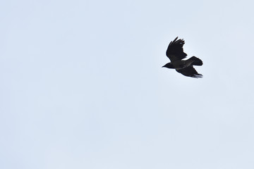 The raven flies in the sky in search of food