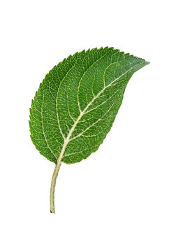 Apple tree leaf isolated