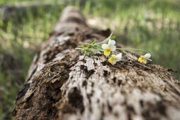 Old moss-grown fallen tree trunk lies horizontally