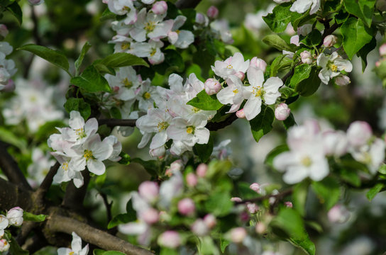 White flowers on the branches of a blossoming apple tree in the orchard