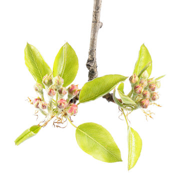 Branch of pear with flower buds and young green leaves isolated on white background
