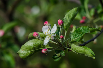 Obraz na płótnie Canvas Flower on a branch of an apple tree in a fruit garden