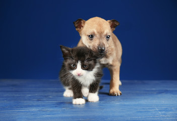 Cute little kitten and puppy on color background