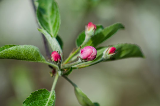 Flower on a branch of an apple tree in a fruit garden