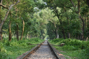 Railway path within a forest
