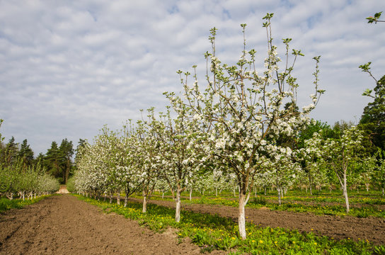 Rows of flowering fruit trees in the orchard