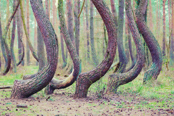 crooked forest in Gryfino in Poland