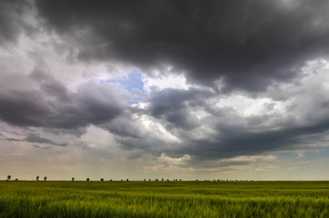 green wheat field and storm clouds