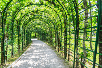 Green archway in a garden