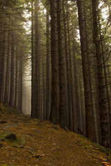Mysterious foggy forest with a fairytale look