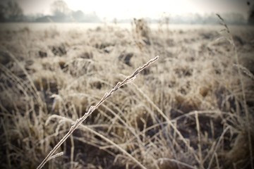 Obraz premium Grass in frost