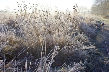 Thistles in Frost